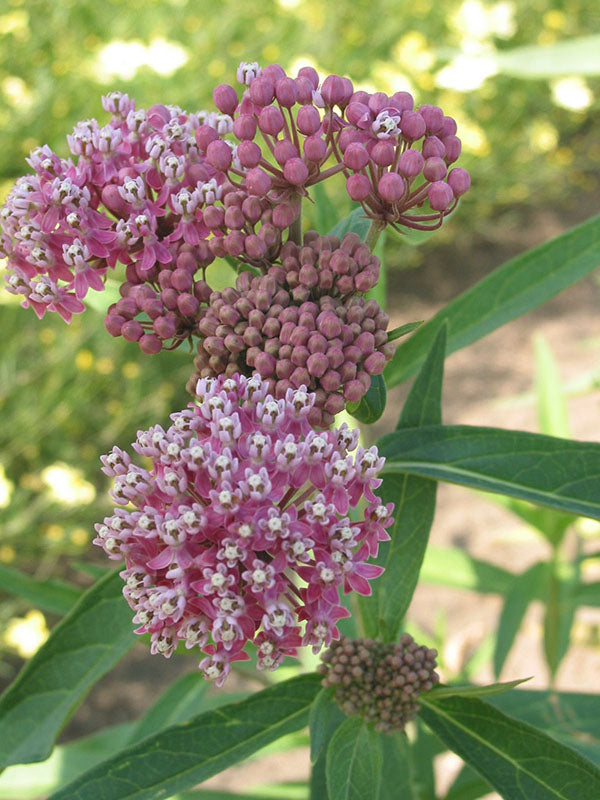 Swamp Milkweed - Cinderella, 1 Pack
