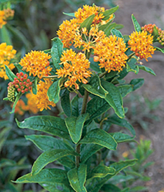 Butterfly Weed - Hello Yellow, 1 Pack