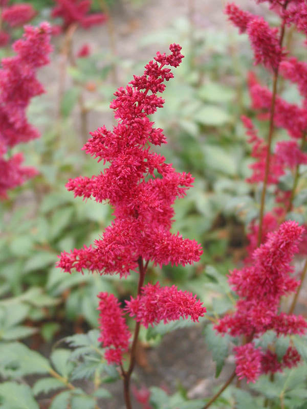 Astilbe - Fanal, 1 Pack
