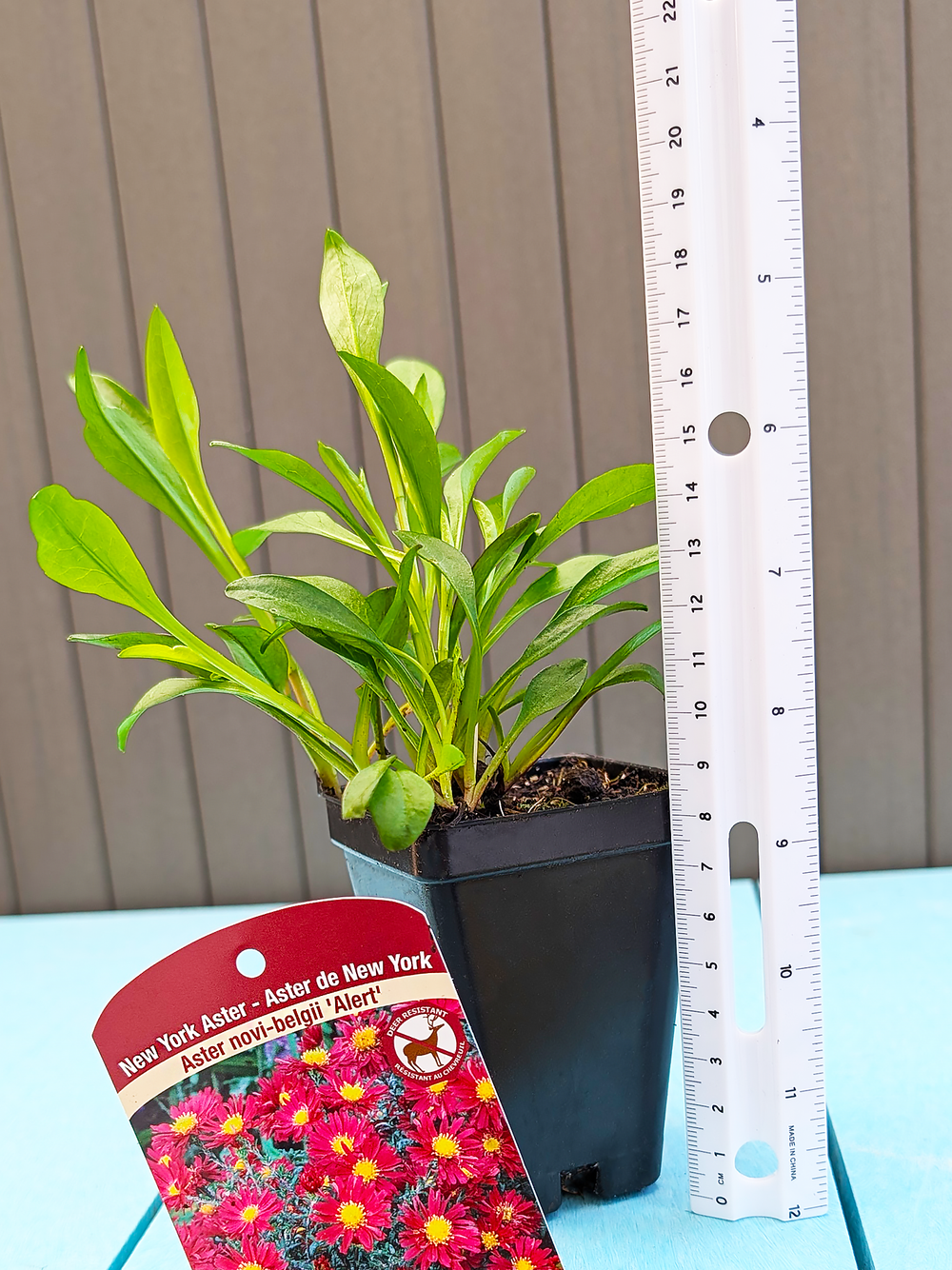 AsterNoviBelgii_Alert