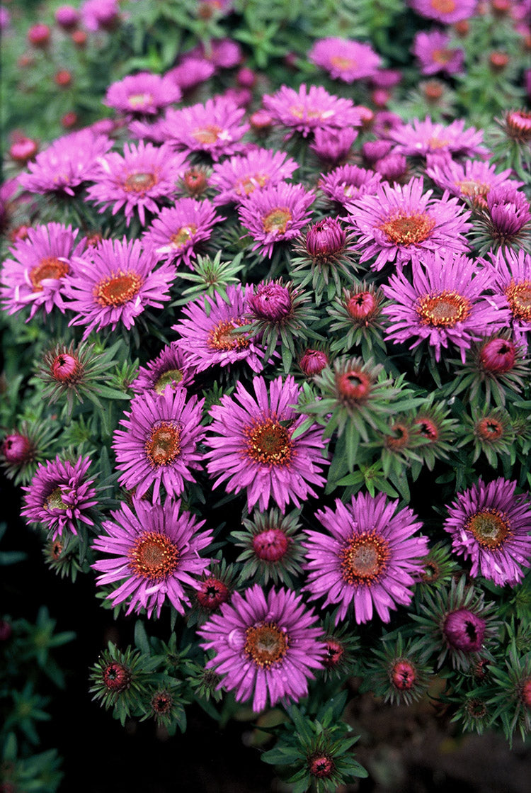 Aster - Purple Dome, 1 Pack