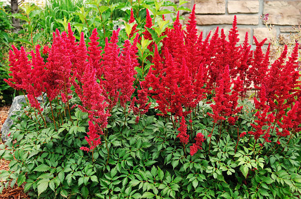 Astilbe - Red Sentinel, 1 Pack