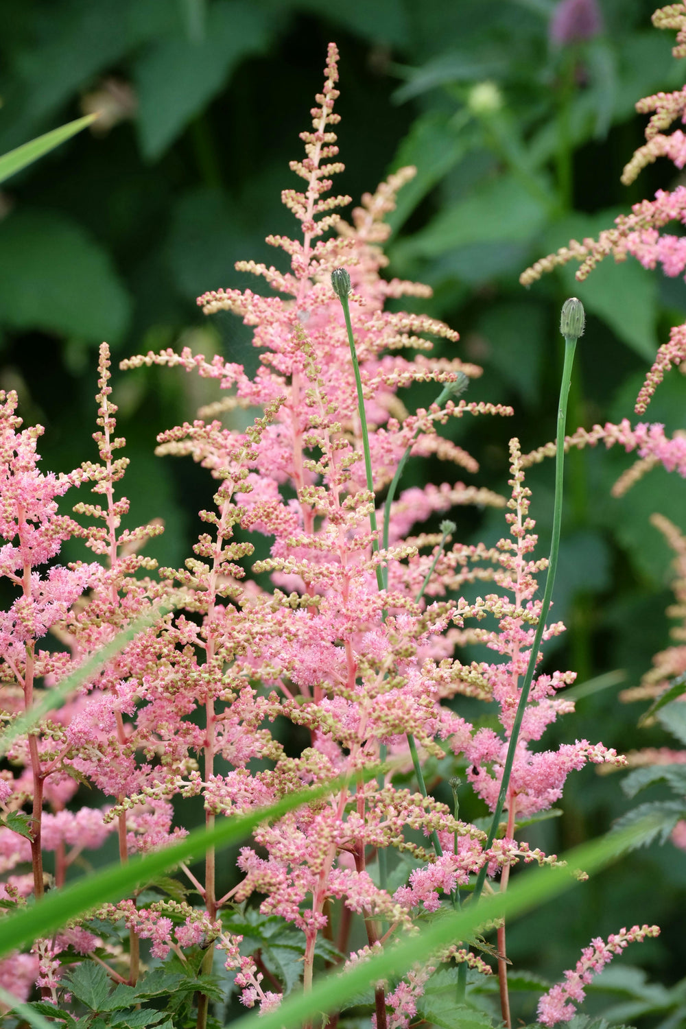 Astilbe - Super Sprite, 1 Pack