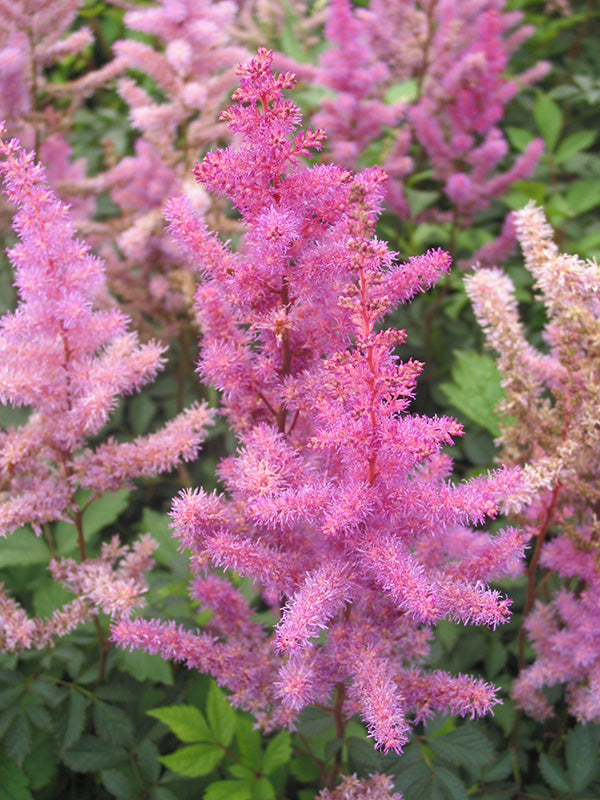 Astilbe - Amethyst, 1 Pack