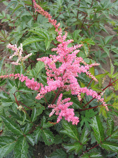 Astilbe - Bressingham Beauty, 1 Pack