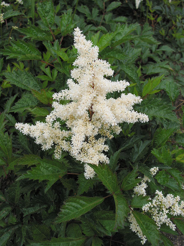 Astilbe - Bridal Veil , 1 Pack