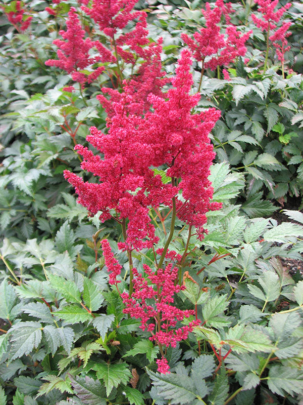 Astilbe - Burgundy Red, 1 Pack