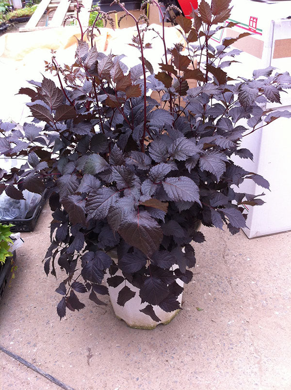 Astilbe - Chocolate Shogun, 1 Pack