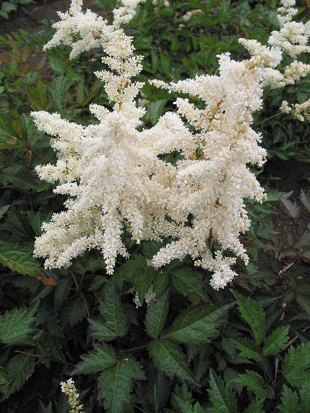 Astilbe - Deutshland, 1 Pack