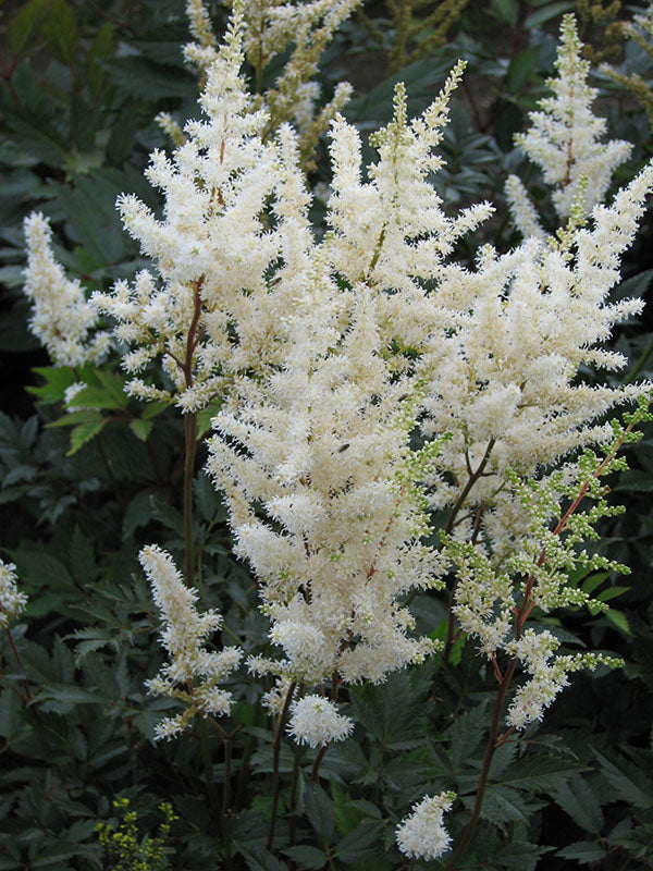 Astilbe - Diamant, 1 Pack