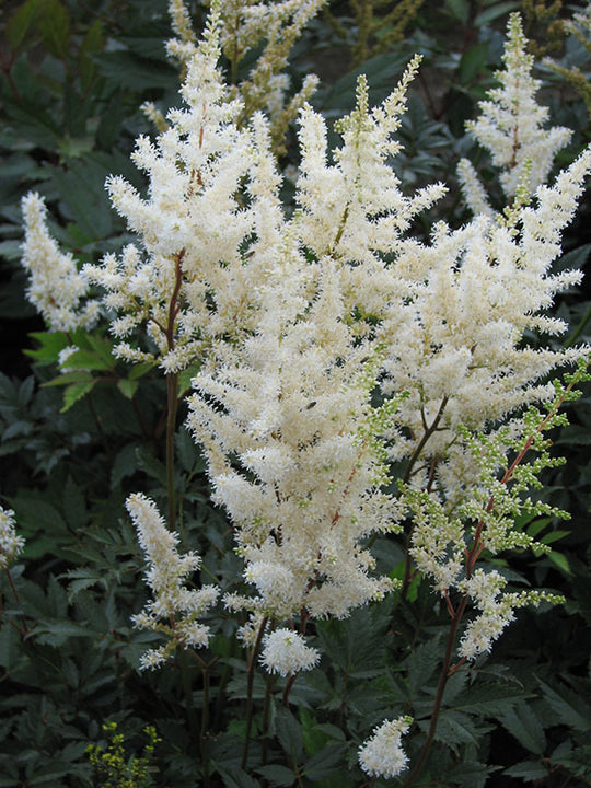 Astilbe - Diamant, 1 Pack