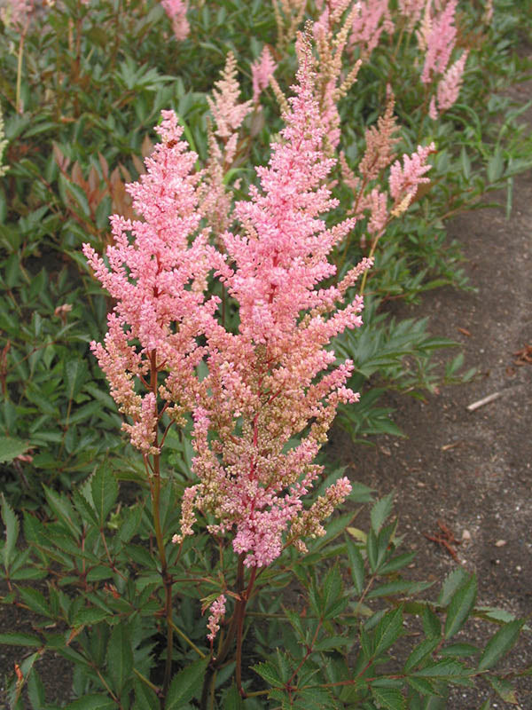 Astilbe - Erika, 1 Pack
