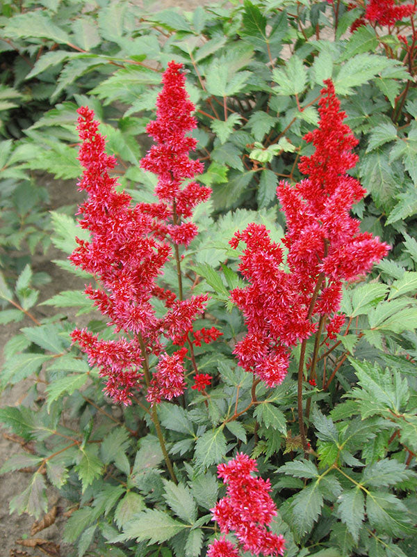 Astilbe - Fanal, 1 Pack