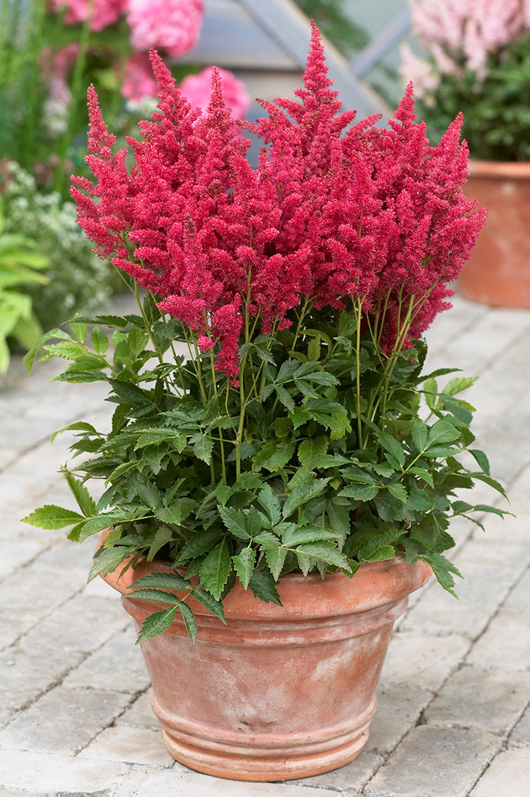 Astilbe - Fireberry, 1 Pack