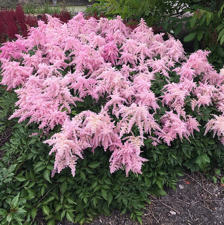 Astilbe - Fireworks Pink , 1 Pack