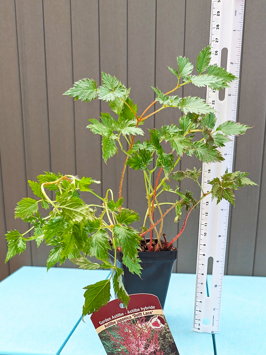 AstilbeJaponica_DelftLace