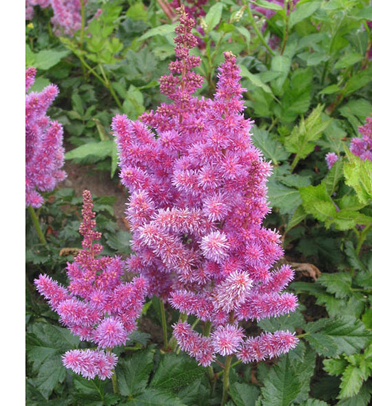 Astilbe  - Visions, 1 Pack