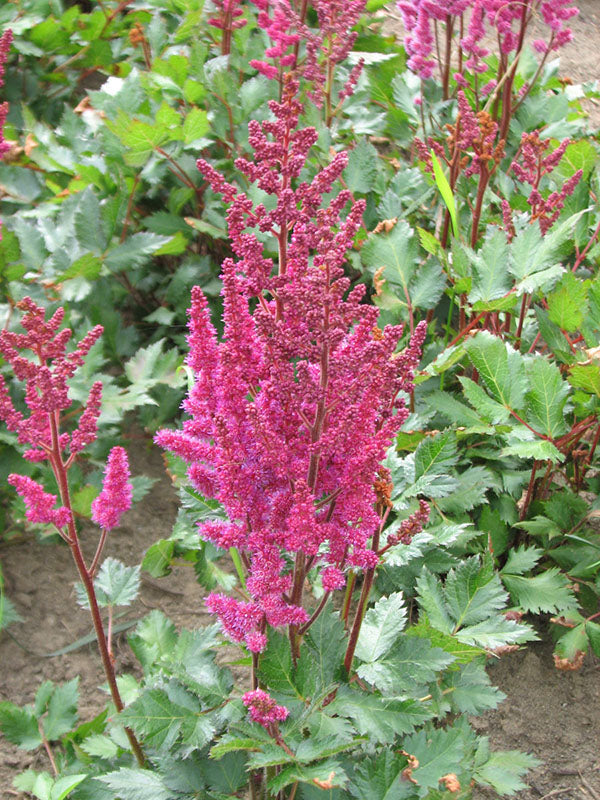 Astilbe - Vision in Red , 1 Pack