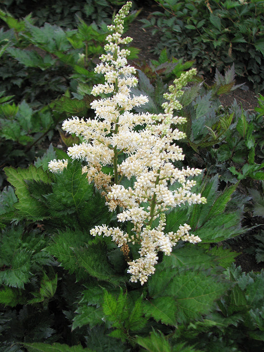Astilbe - Vision in White, 1 Pack