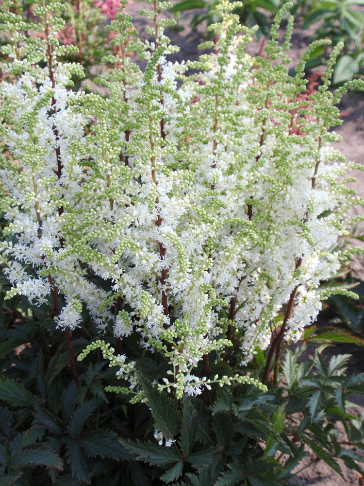 Astilbe - Whiteberry, 1 Pack