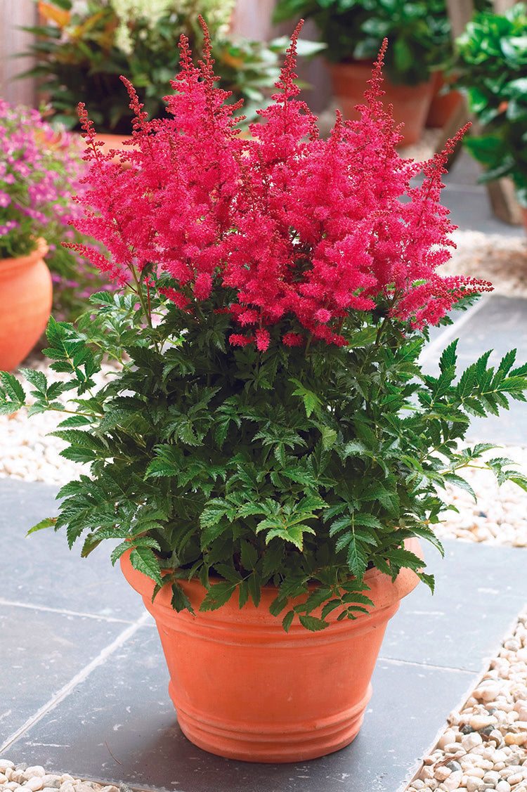 Astilbe - Younique Carmine, 1 Pack