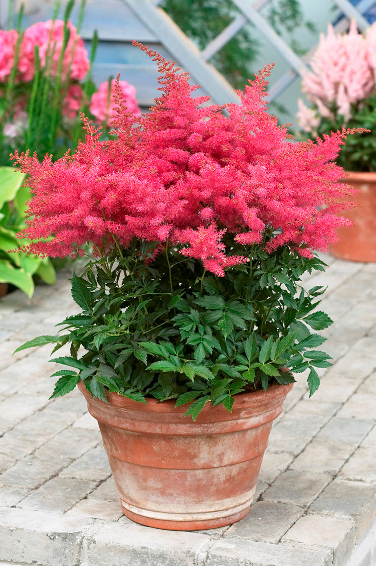 Astilbe - Younique Cerise, 1 Pack