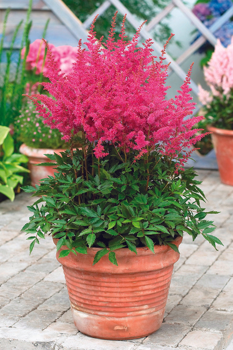 Astilbe - Younique Lilac, 1 Pack