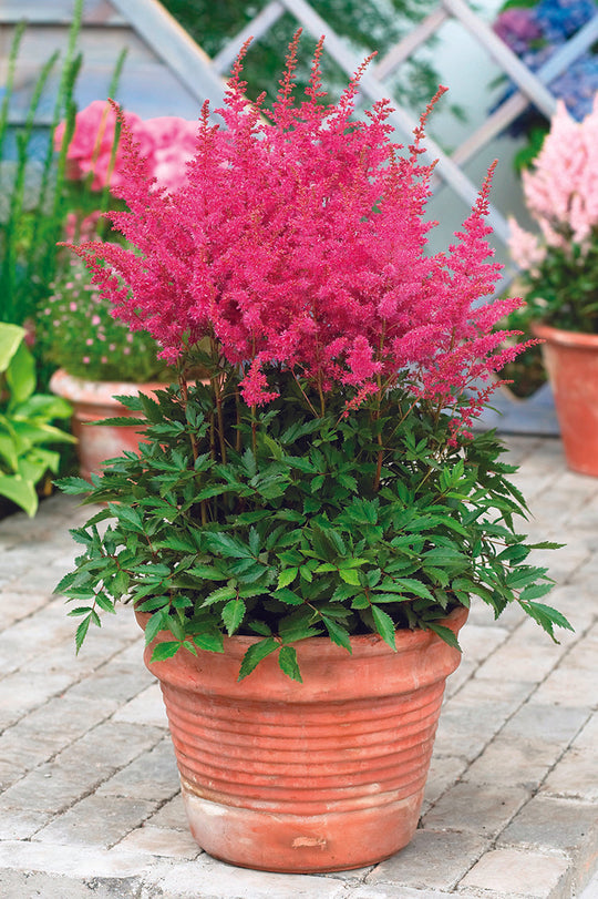 Astilbe - Younique Lilac, 1 Pack