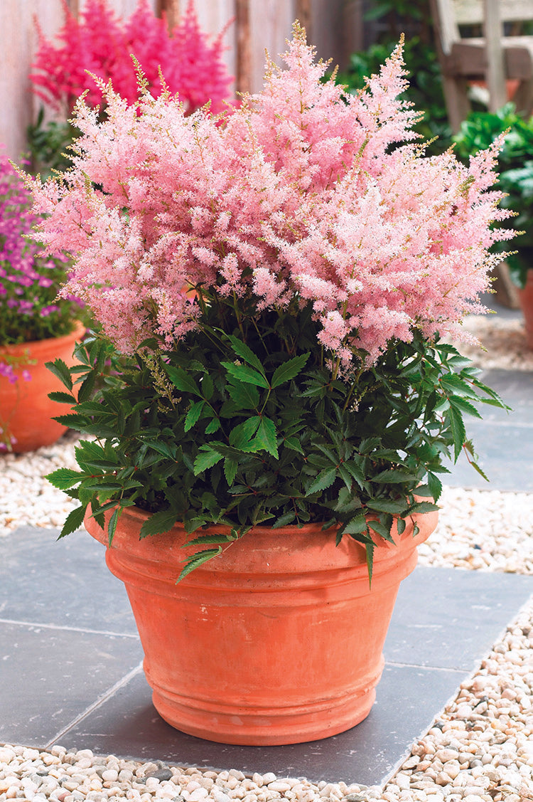 Astilbe - Younique Silvery Pink, 1 Pack