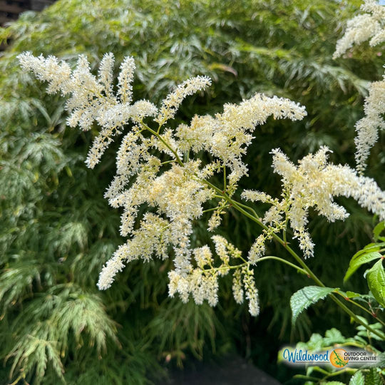 Astilbe - Bridal Veil , 1 Pack