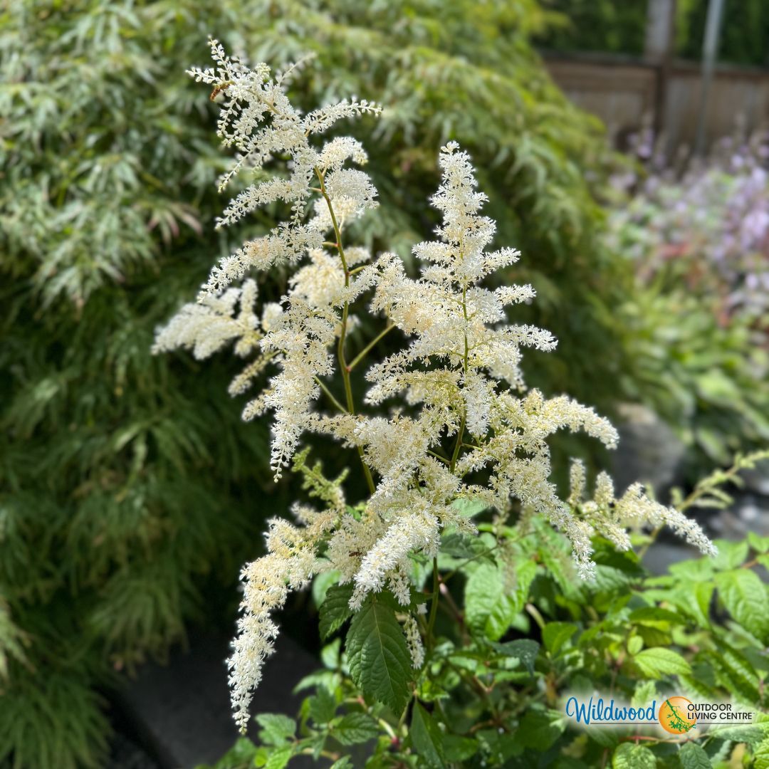 Astilbe - Bridal Veil , 1 Pack