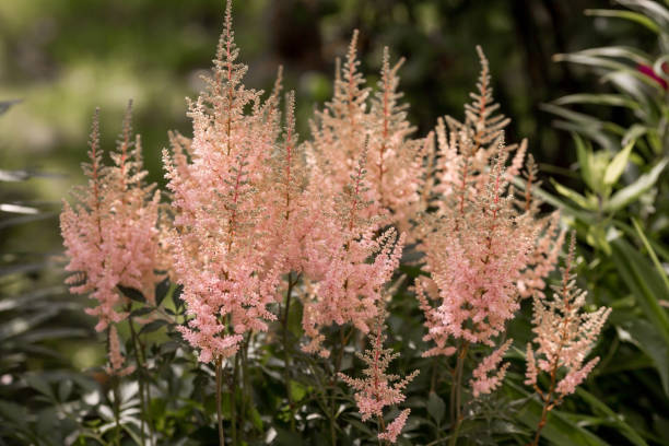 Astilbe - Peach Blossom, 1 Pack