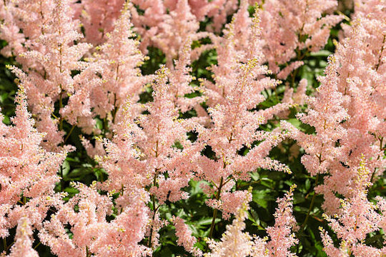 Astilbe - Peach Blossom, 1 Pack