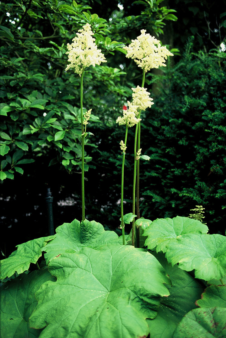 Astilboides Tabularis, 1 Pack