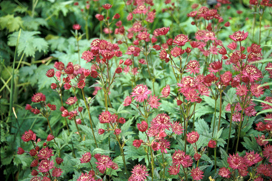 Astrantia - Hadspen Blood, 1 Pack