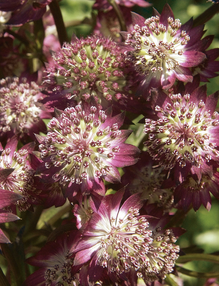 Astrantia - Star of Beauty, 1 Pack