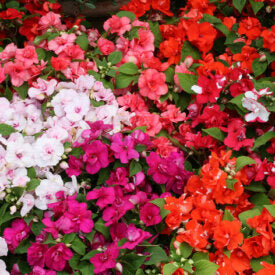 Impatiens Athena Mixed Double - Ontario Seed Company