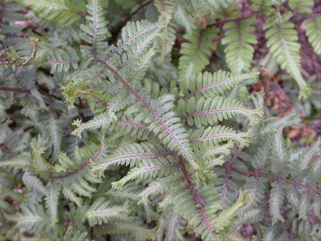 Lady Fern - Applecourt, 1 Pack