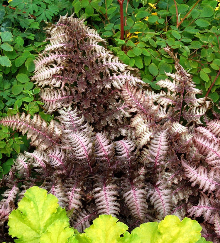 Japanese Painted Fern - Burgundy Lace