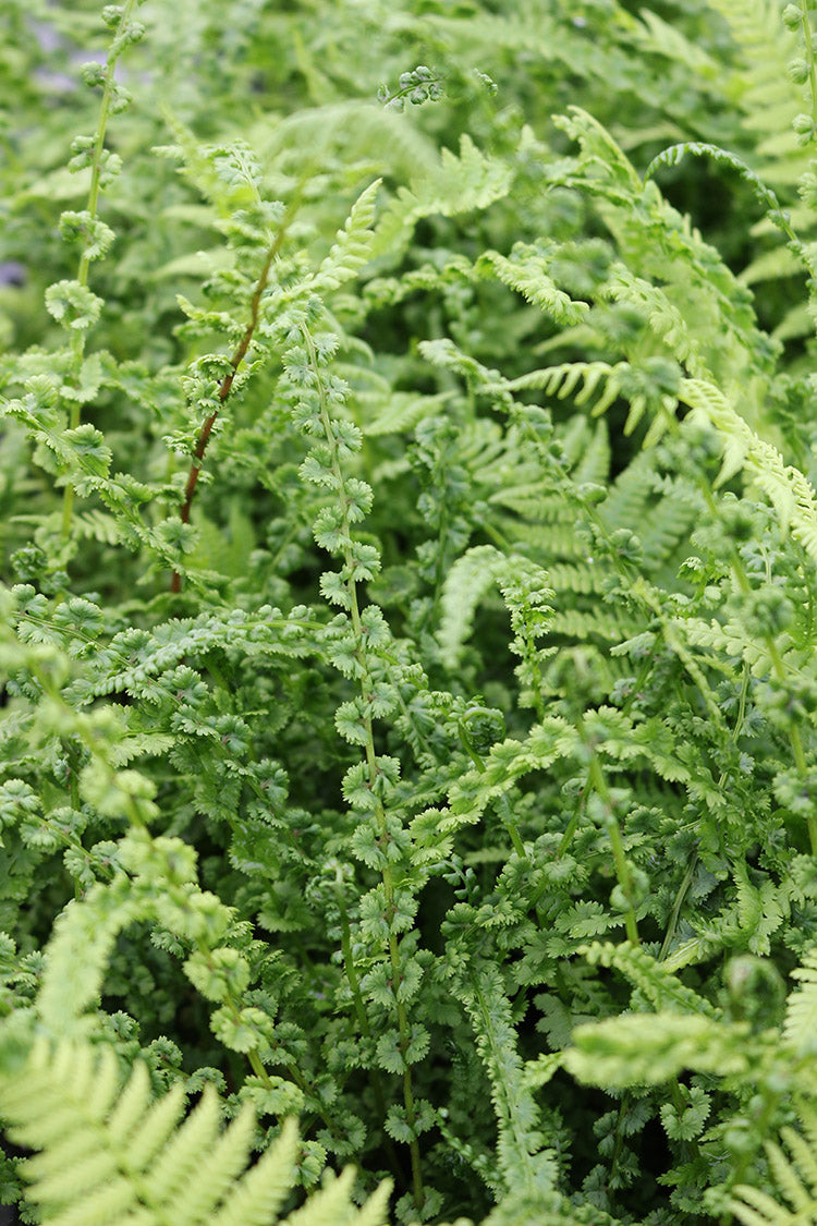 Lady Fern - Frizelliaee, 1 Pack