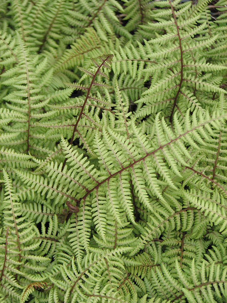 Lady Fern - Ghost, 1 Pack