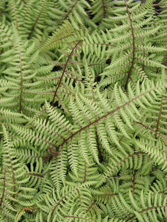 Lady Fern - Ghost, 1 Pack
