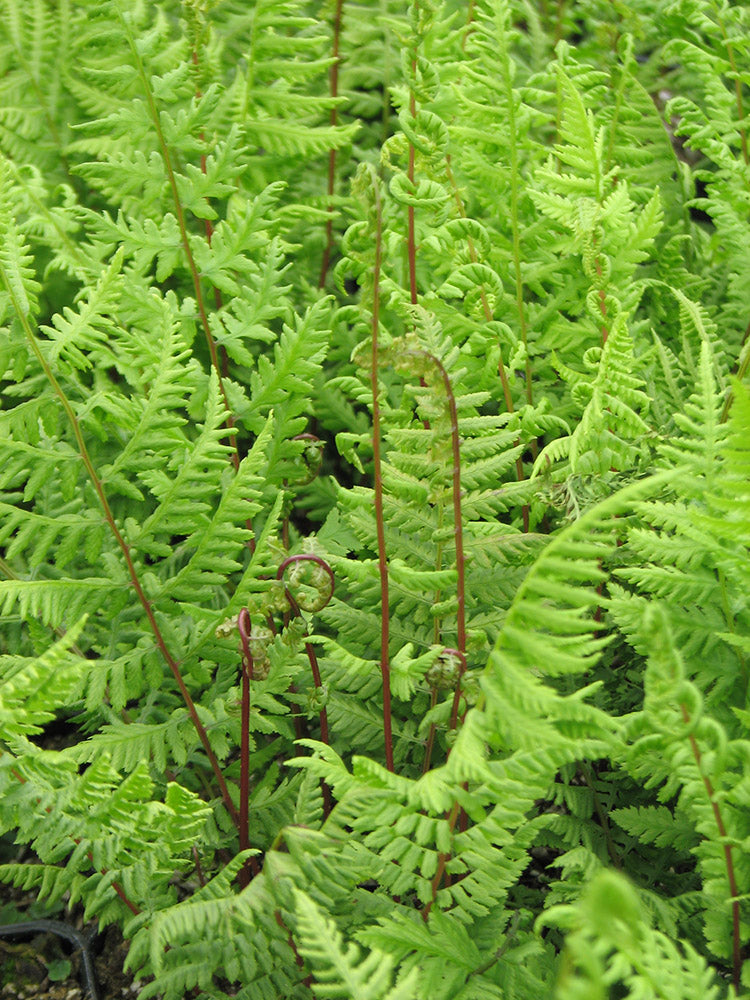 Lady Fern - Lady in Red, 1 Pack