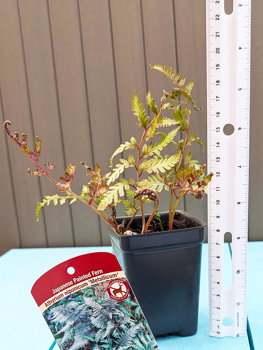 AthyriumNiponicum_Metallicum