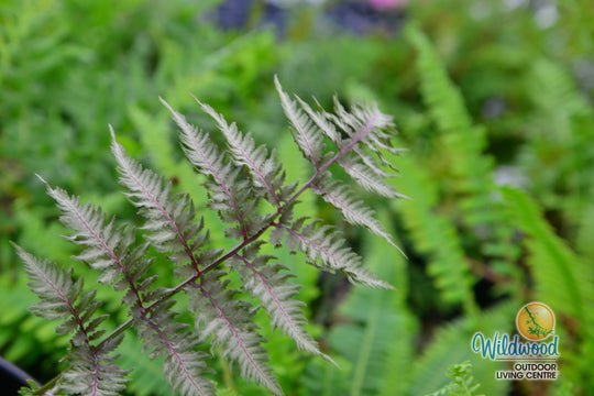 Japanese Painted Fern - Pewter Lace, 1 Pack