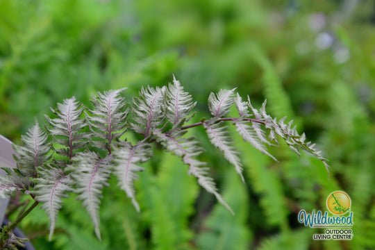 Japanese Painted Fern - Pewter Lace, 1 Pack