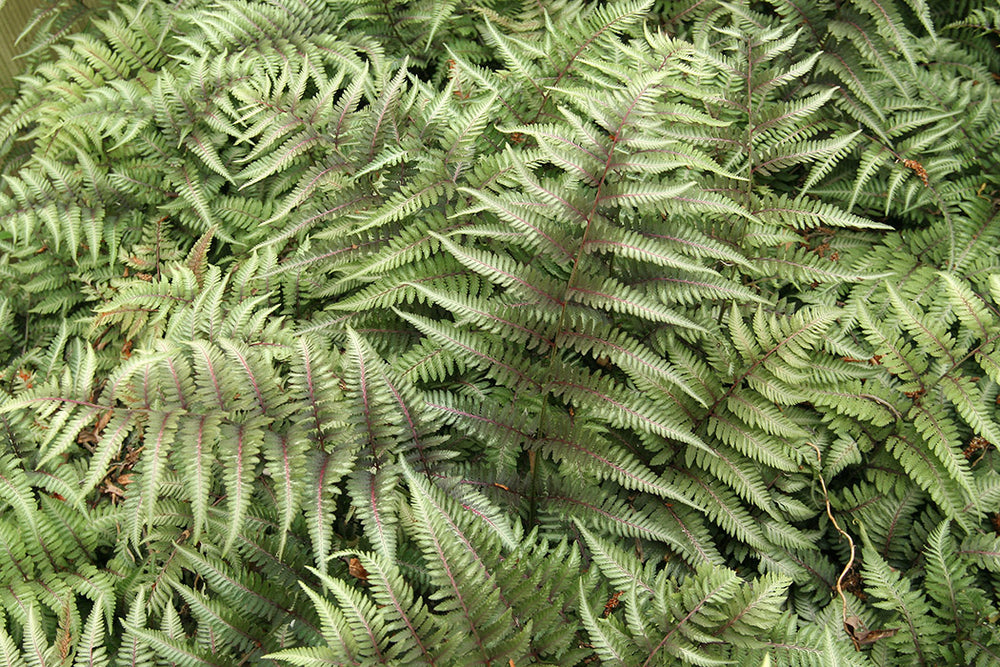 Lady Fern - Red Beauty, 1 Pack
