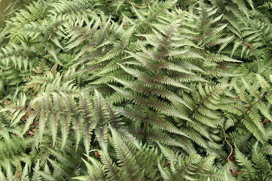 Lady Fern - Red Beauty, 1 Pack