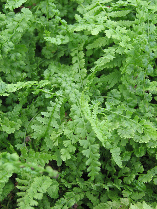 Lady Fern - Frizelliaee, 1 Pack