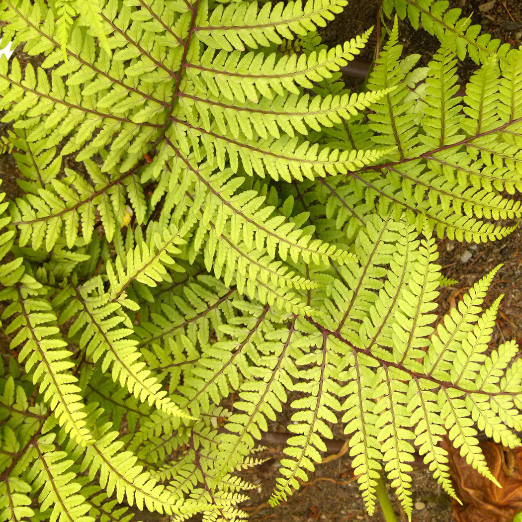 Lady Fern Limelight